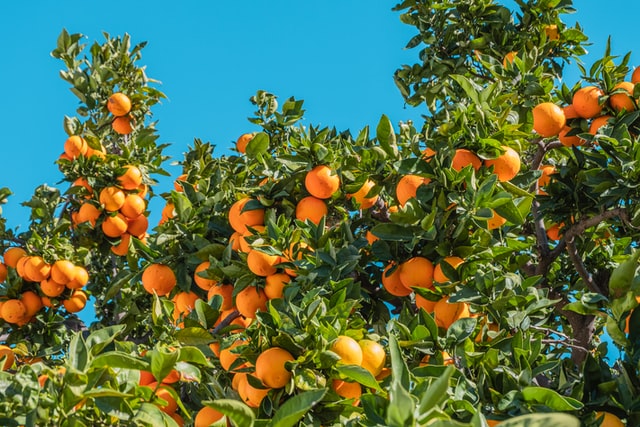 Growing your Calamondin Orange Tree in 2021